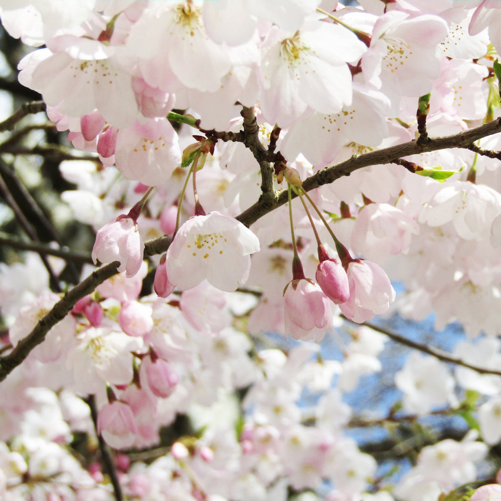 Akebono Cherry Tree