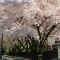 Akebono Cherry Tree