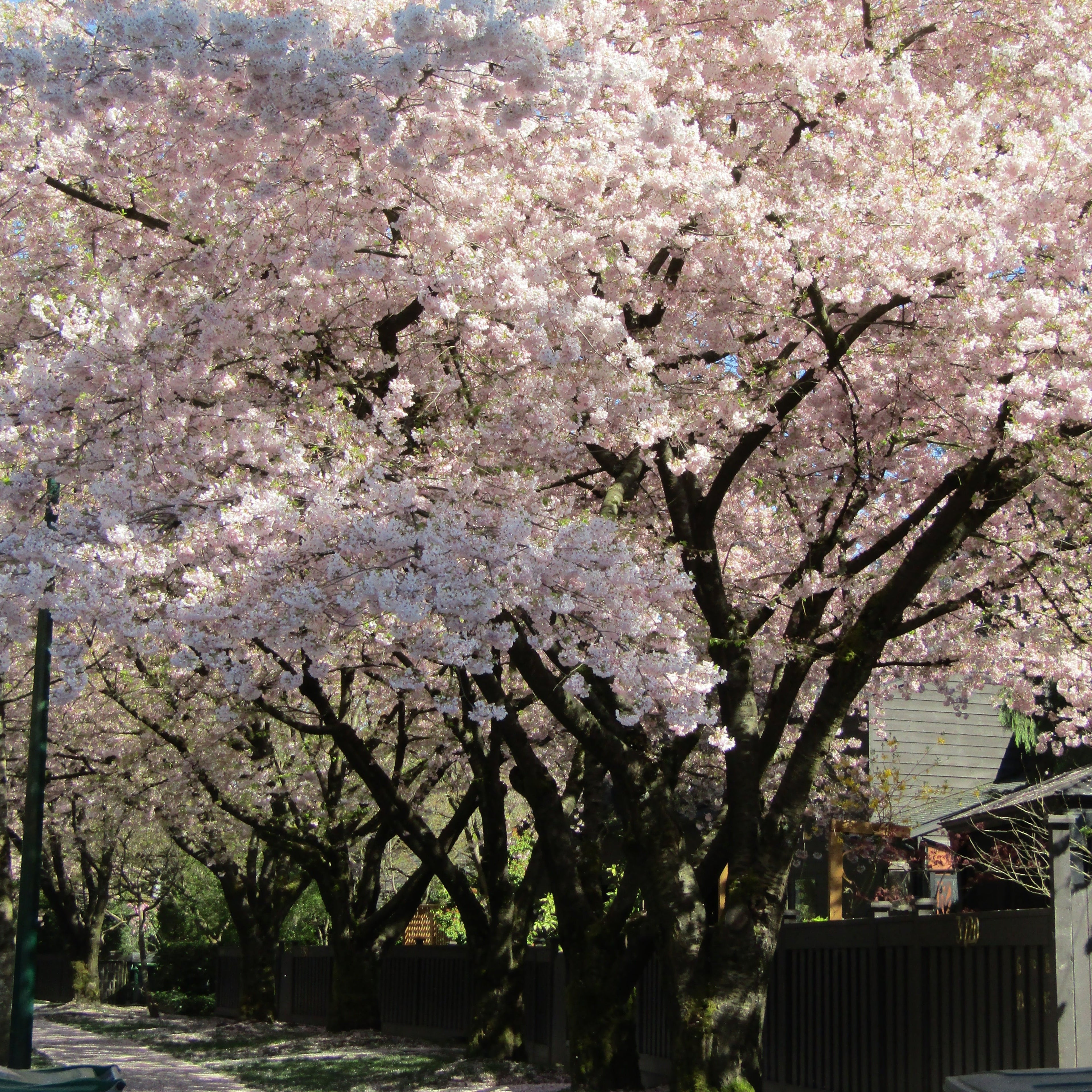 Akebono Cherry Tree