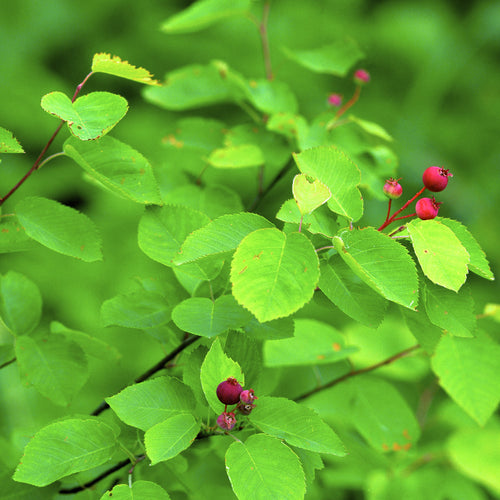 Allegheny Serviceberry Bush