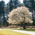 Allegheny Serviceberry Bush