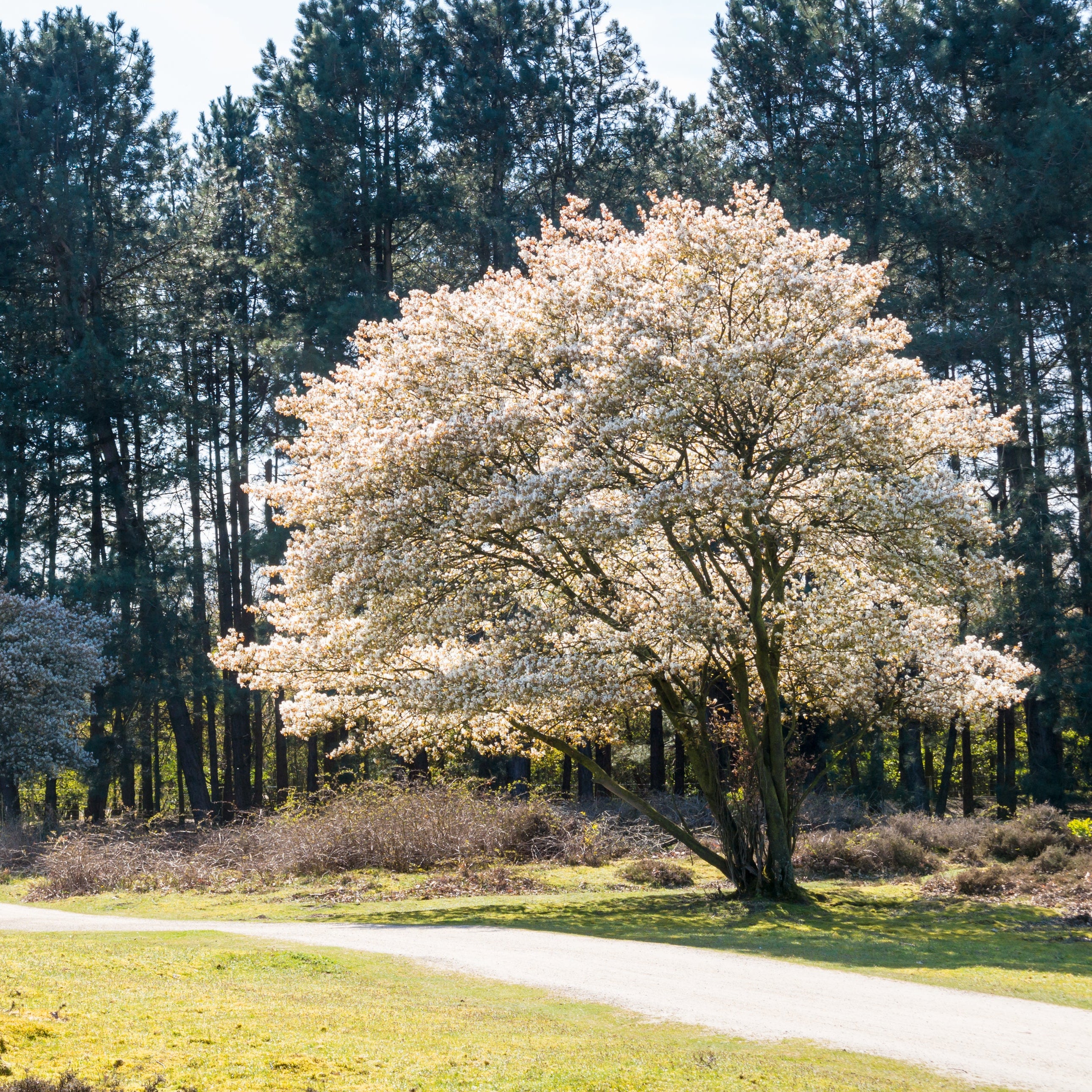 Allegheny Serviceberry Bush