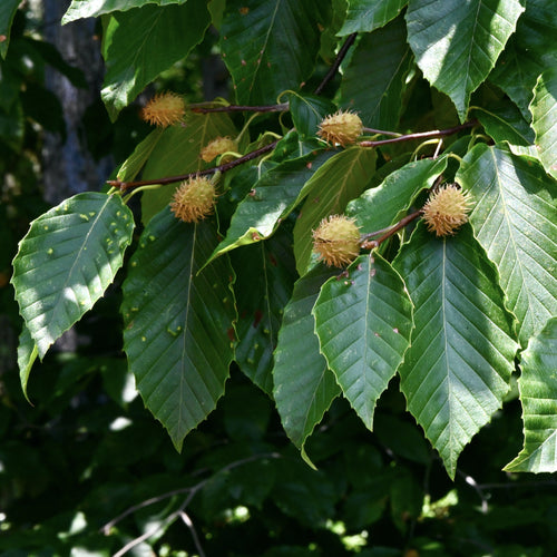 Close-up of green leaves and small spiky brown seed pods on a tree branch in natural outdoor light.