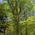 A tall deciduous tree with dense bright green leaves and a brown trunk, standing in a sunlit forest with other trees and blue sky visible.