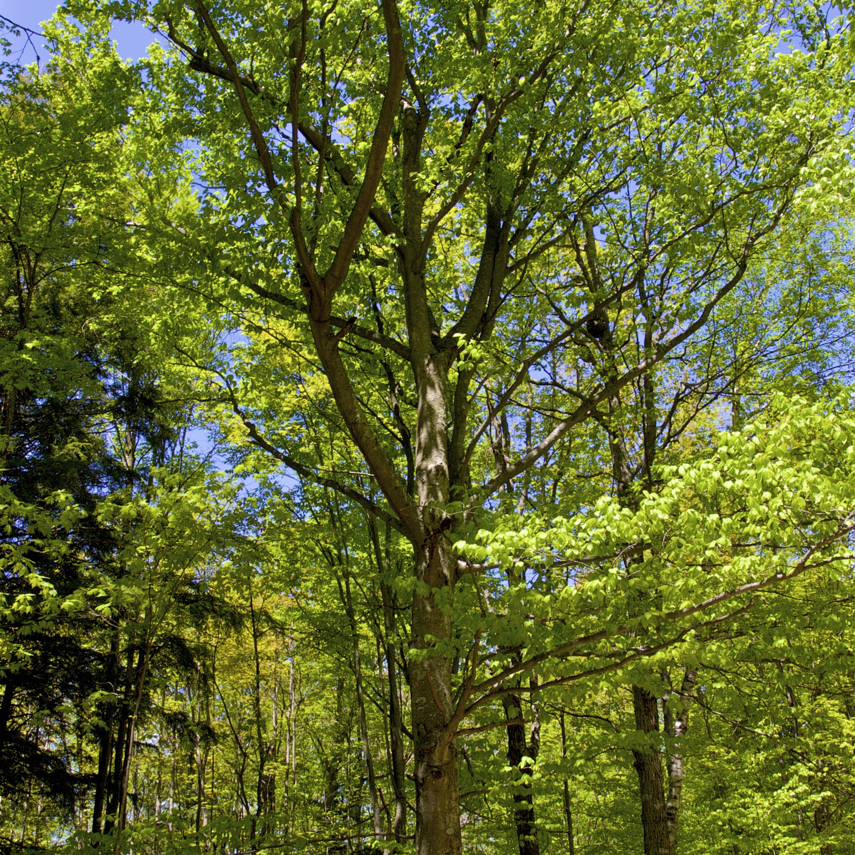 A tall deciduous tree with dense bright green leaves and a brown trunk, standing in a sunlit forest with other trees and blue sky visible.