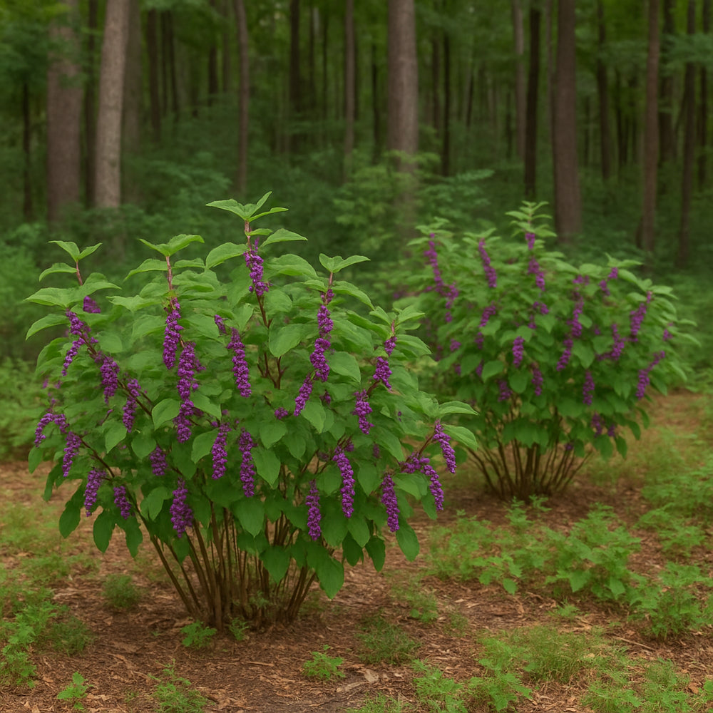 American Beautyberry Bush