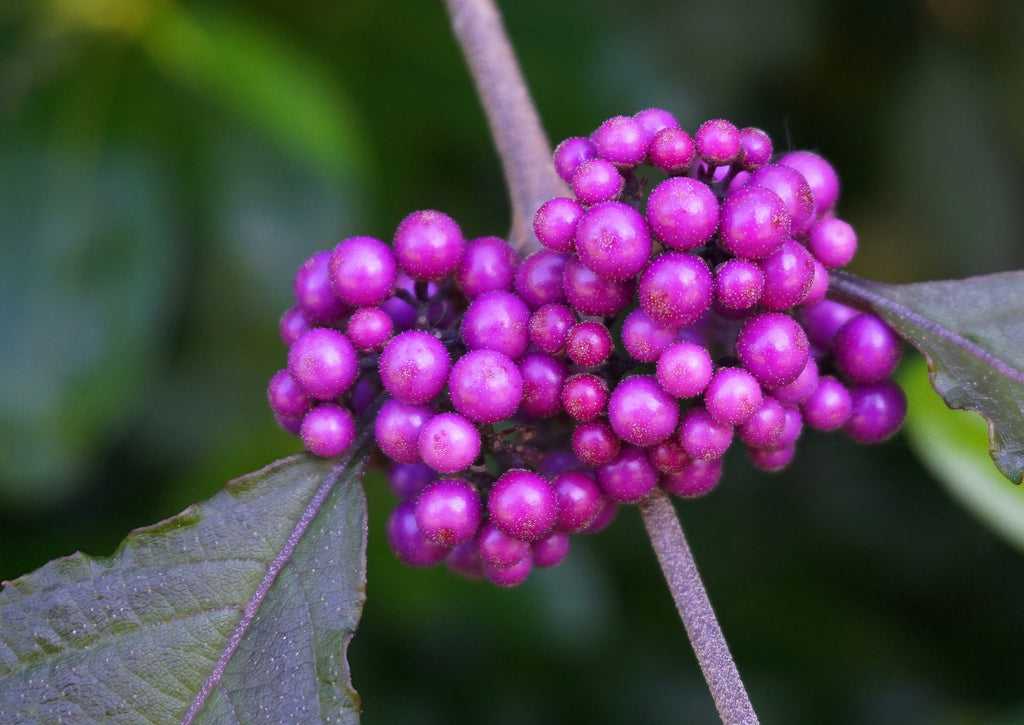 American Beautyberry Bush