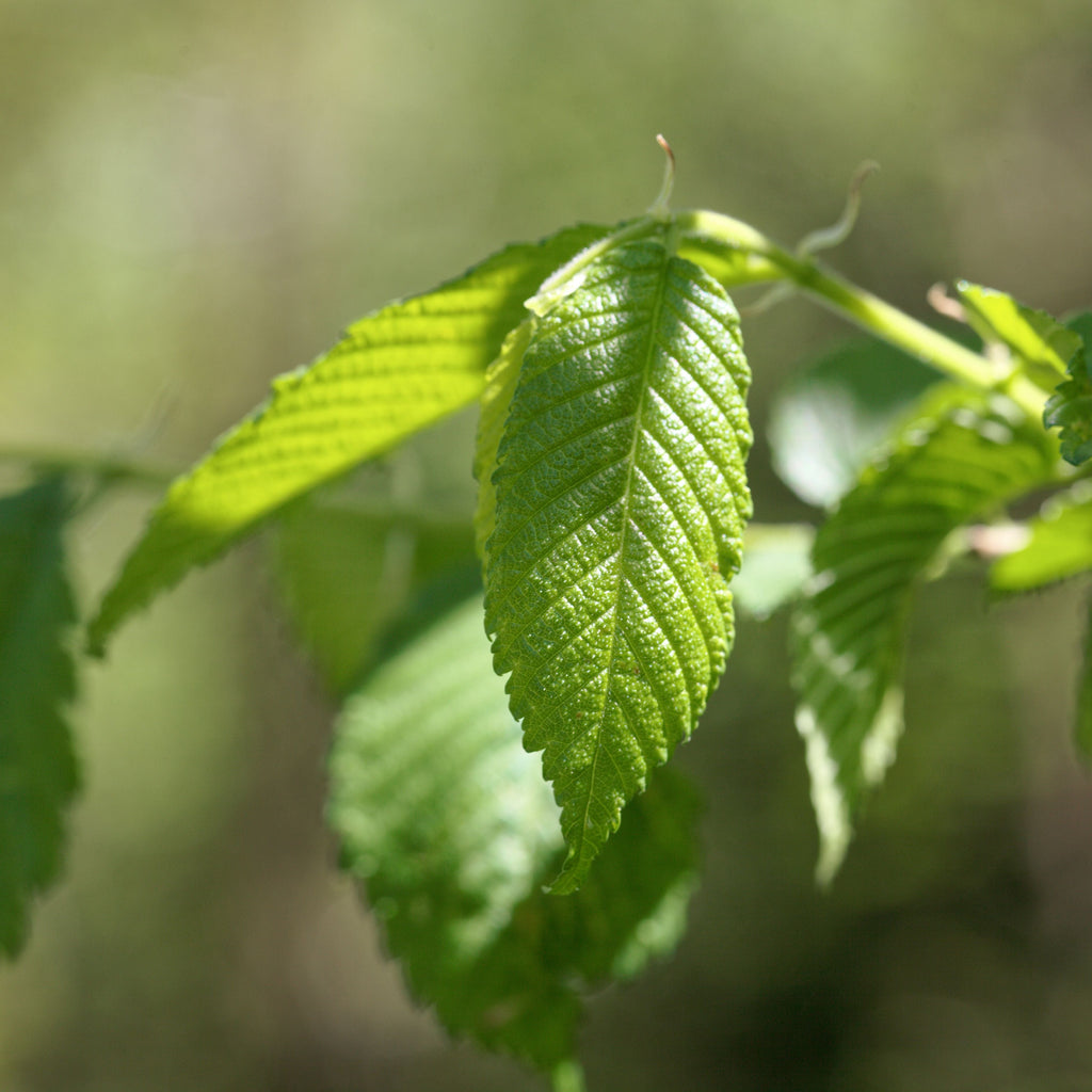 Close-up of bright green leaves on a branch with a soft, blurred natural background.