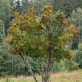 American Mountain Ash Tree