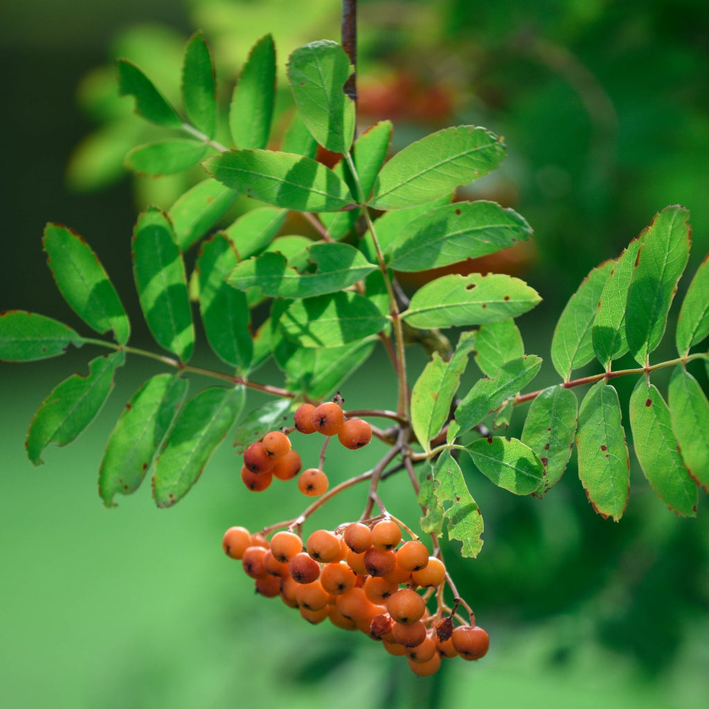 A close-up of a green leafy branch with clusters of small orange berries against a blurred green background. Mountain Ash