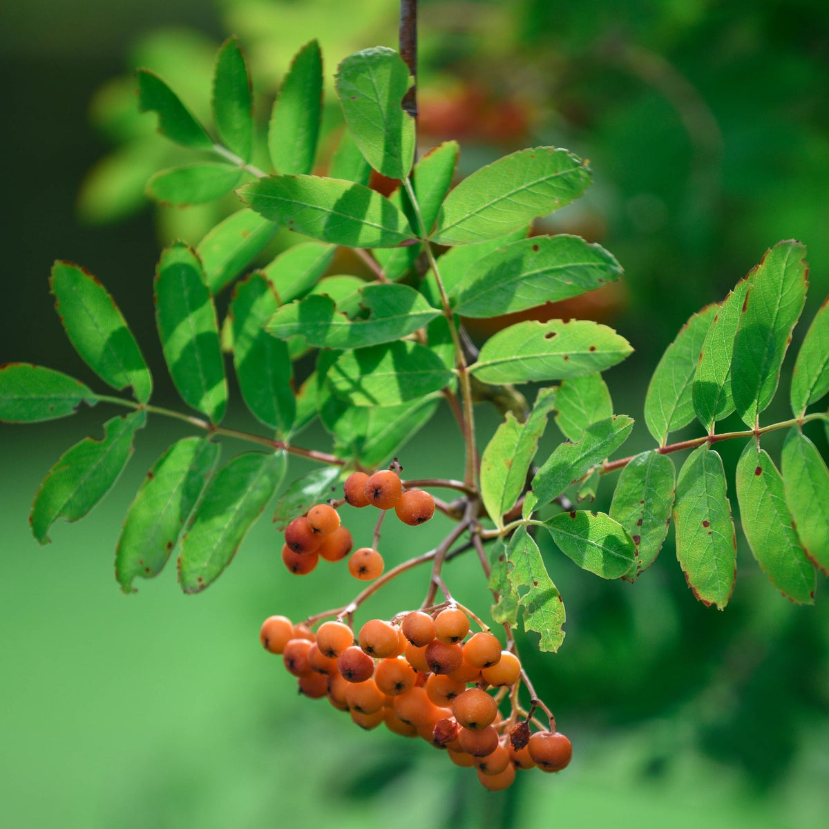 A close-up of a green leafy branch with clusters of small orange berries against a blurred green background. Mountain Ash