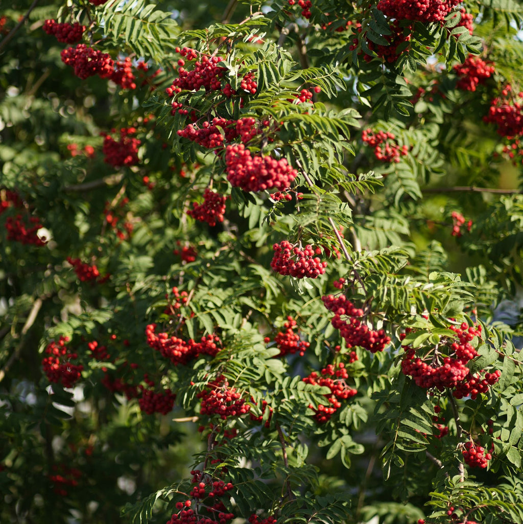 A close-up view of a leafy green tree branch covered with clusters of bright red berries, photographed outdoors in natural light. Mountain Ash