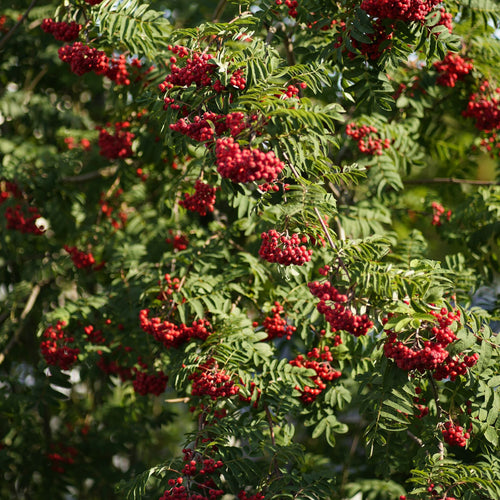 A close-up view of a leafy green tree branch covered with clusters of bright red berries, photographed outdoors in natural light. Mountain Ash