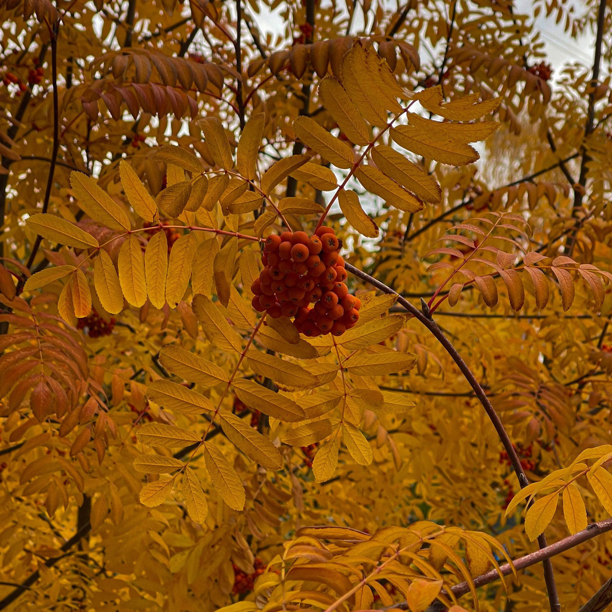 Close-up of autumn tree branches with bright yellow-orange leaves and clusters of red berries. Mountain Ash