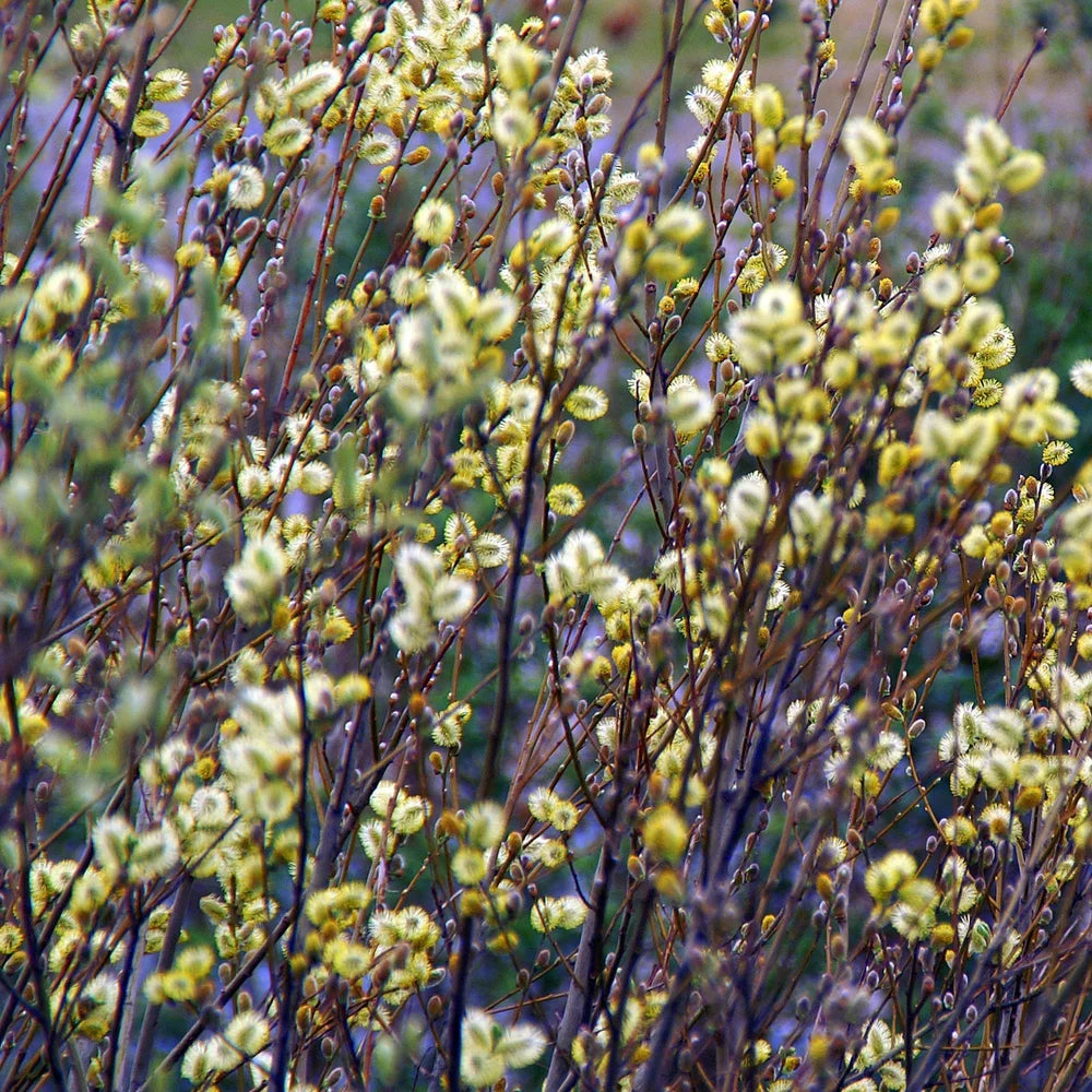 American Silver Willow Tree