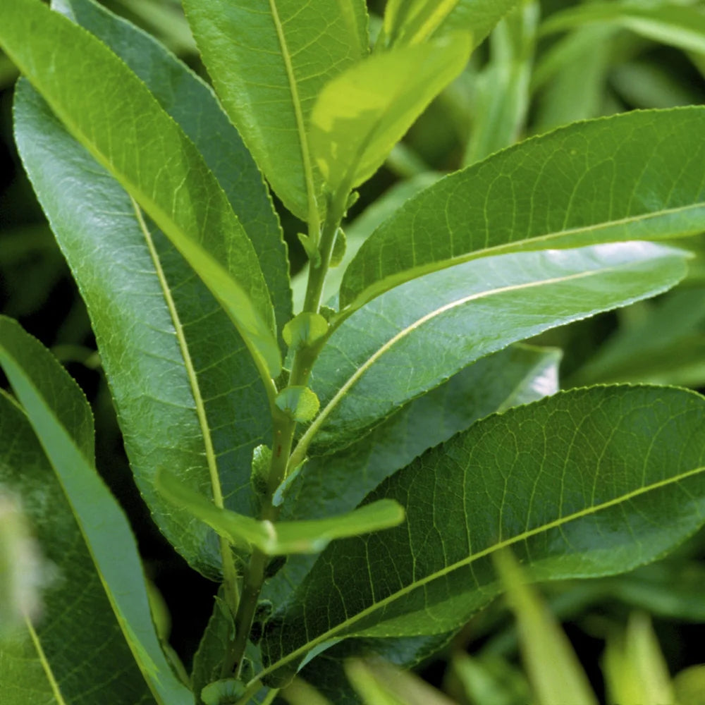 American Silver Willow Tree