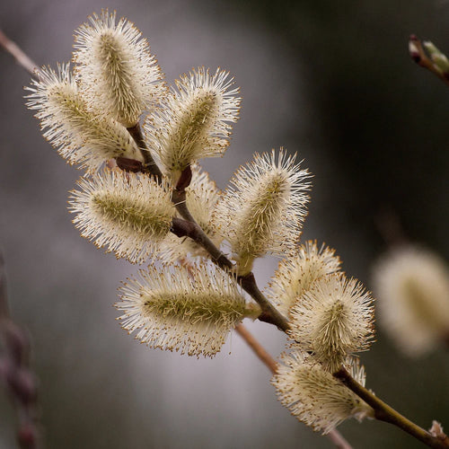 American Silver Willow Tree
