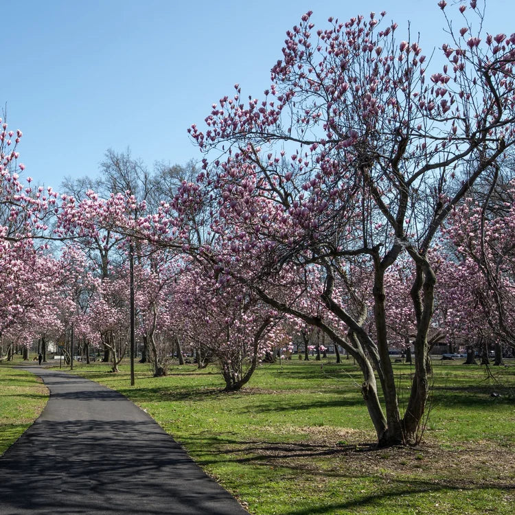 A scenic park pathway lined with blooming pink cherry blossom trees under a clear blue sky, with green grass and tree trunks visible.