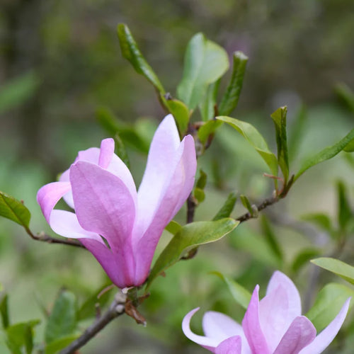 A close-up photograph of a blooming pink magnolia flower on a branch with green leaves, set against a soft, blurred natural background.