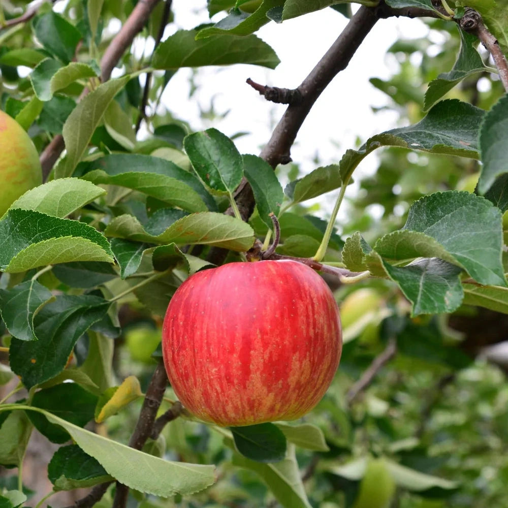 Honeycrisp Apple Tree