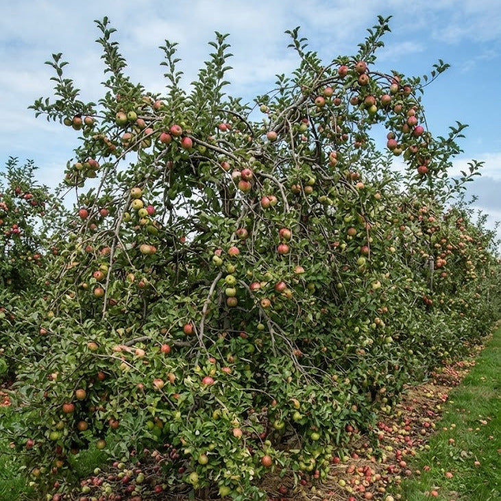Apple trees in an orchard with many red and green apples hanging from the branches and falling onto the grass and mulch below, under a blue sky with clouds.