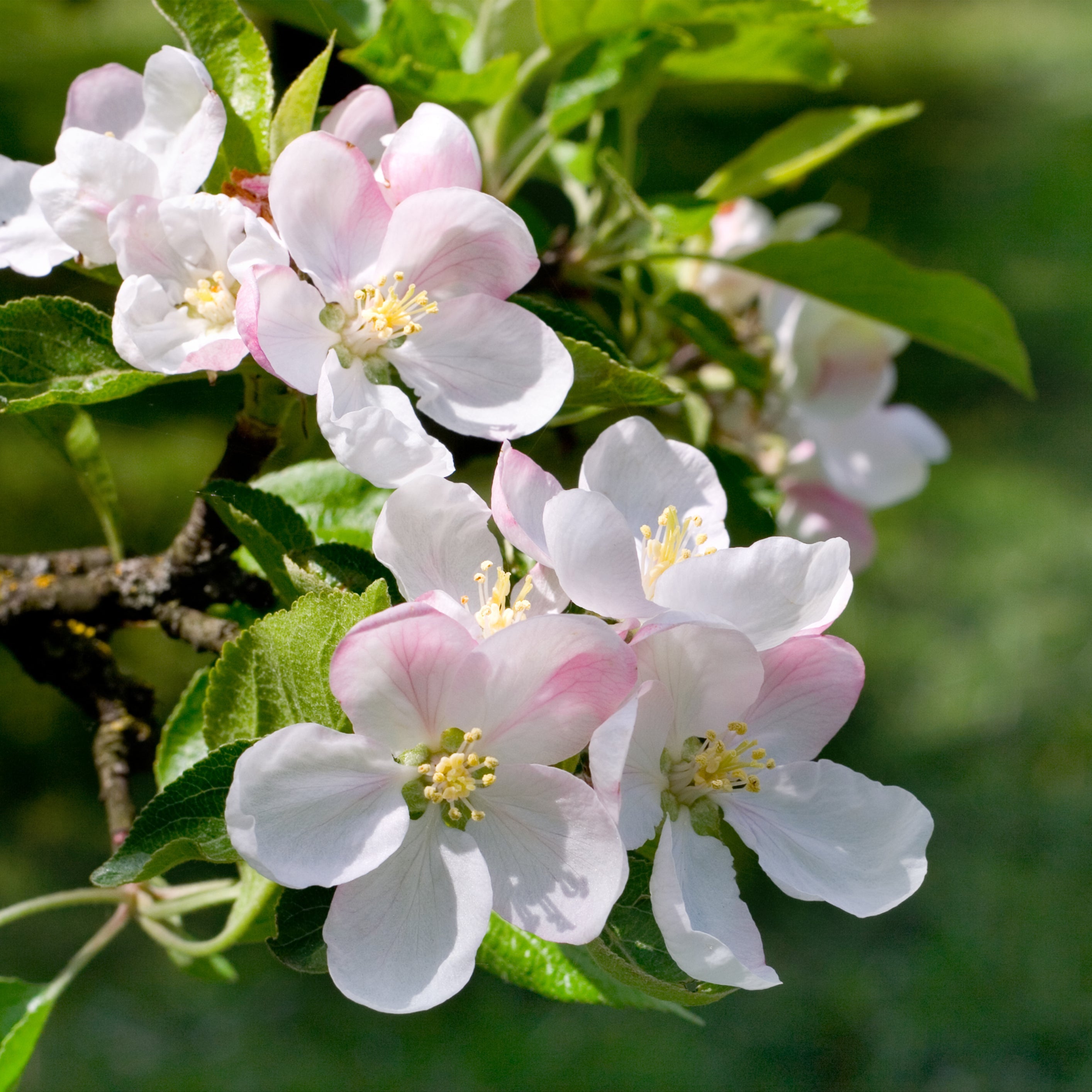 Close-up of pale pink and white blossoms on a tree branch with green leaves, photographed outdoors against a softly blurred green background.