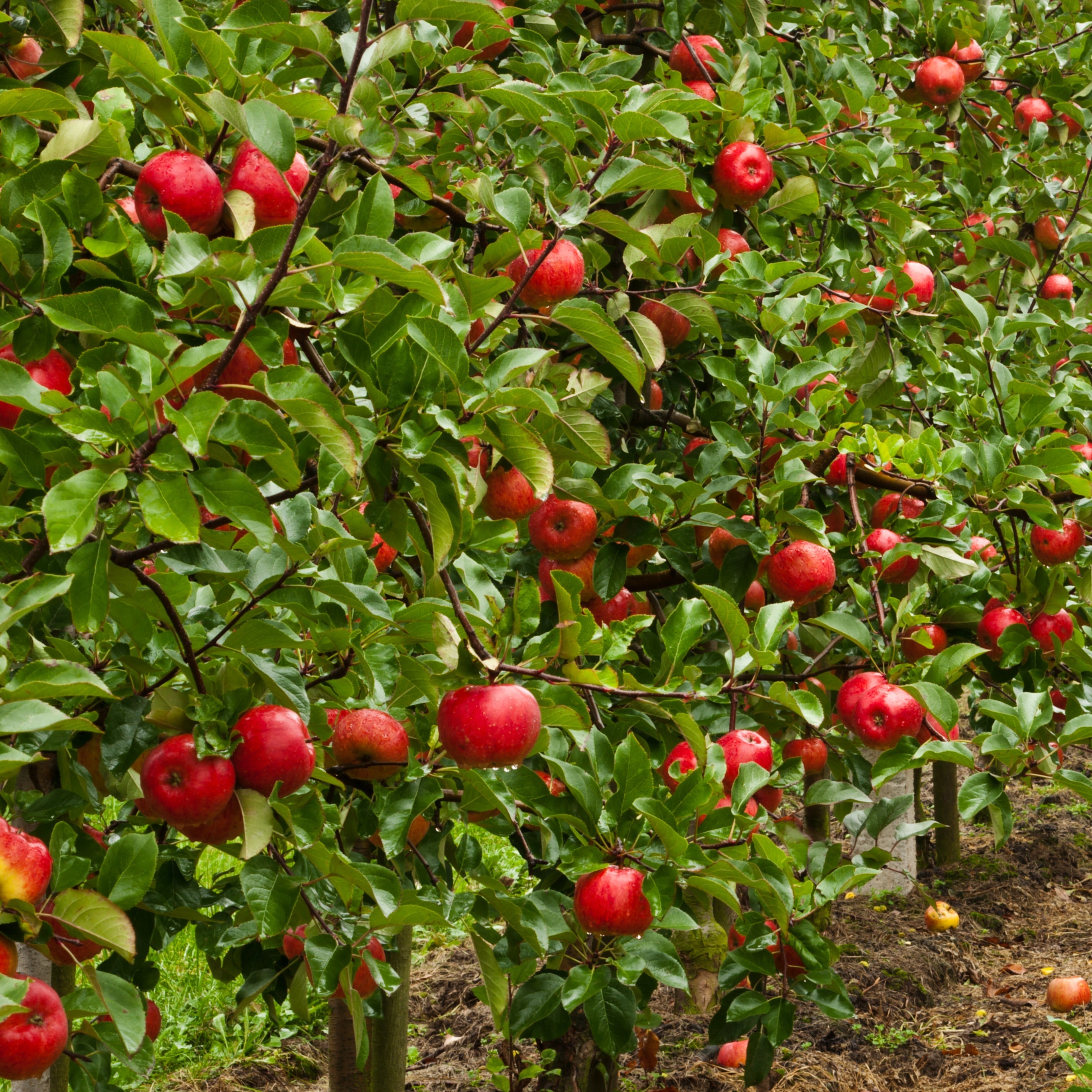 A row of apple trees laden with red apples in an orchard, with green grass along the side under a cloudy sky.