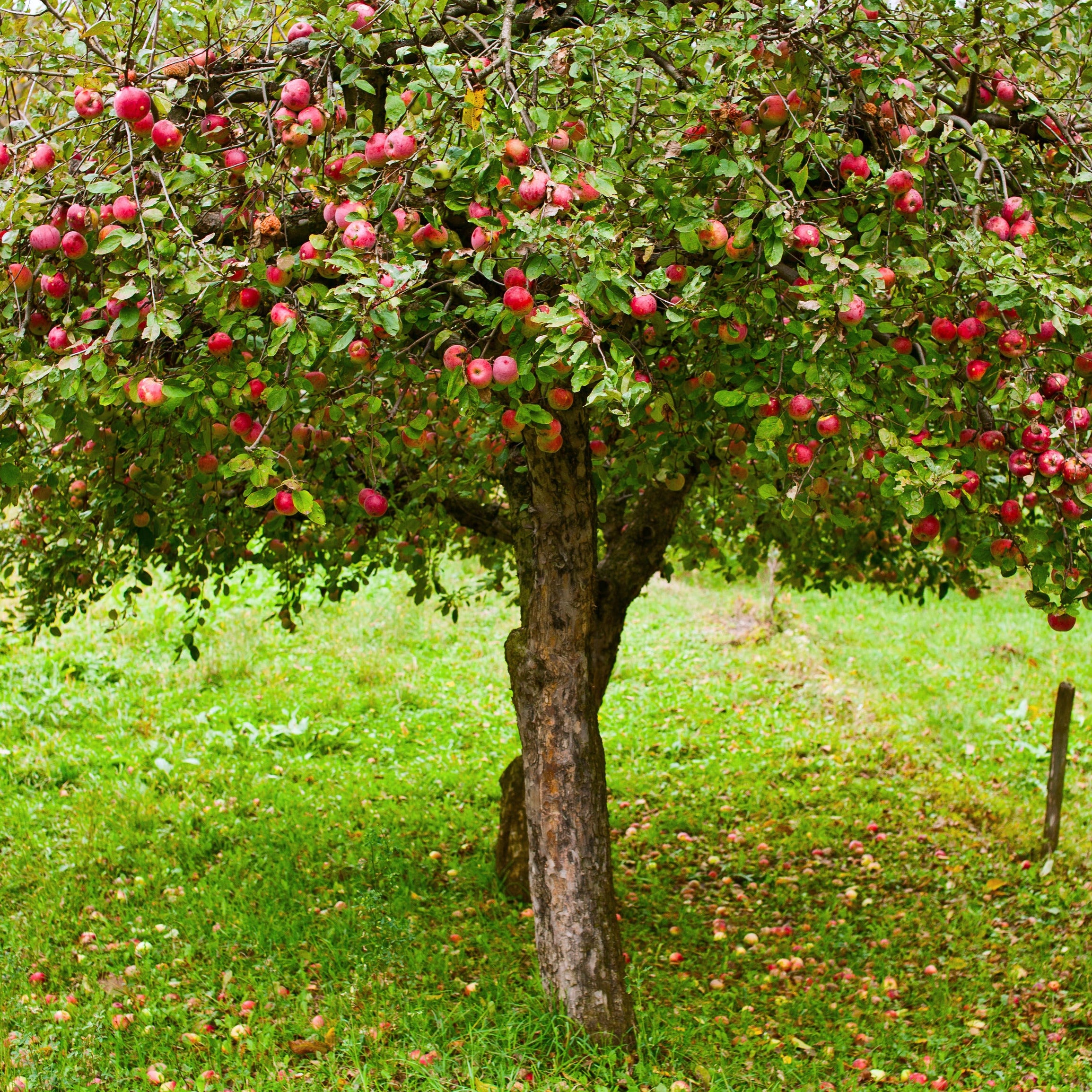 A fruit tree laden with many red apples, standing in a grassy orchard with green foliage and scattered apple skins on the ground.