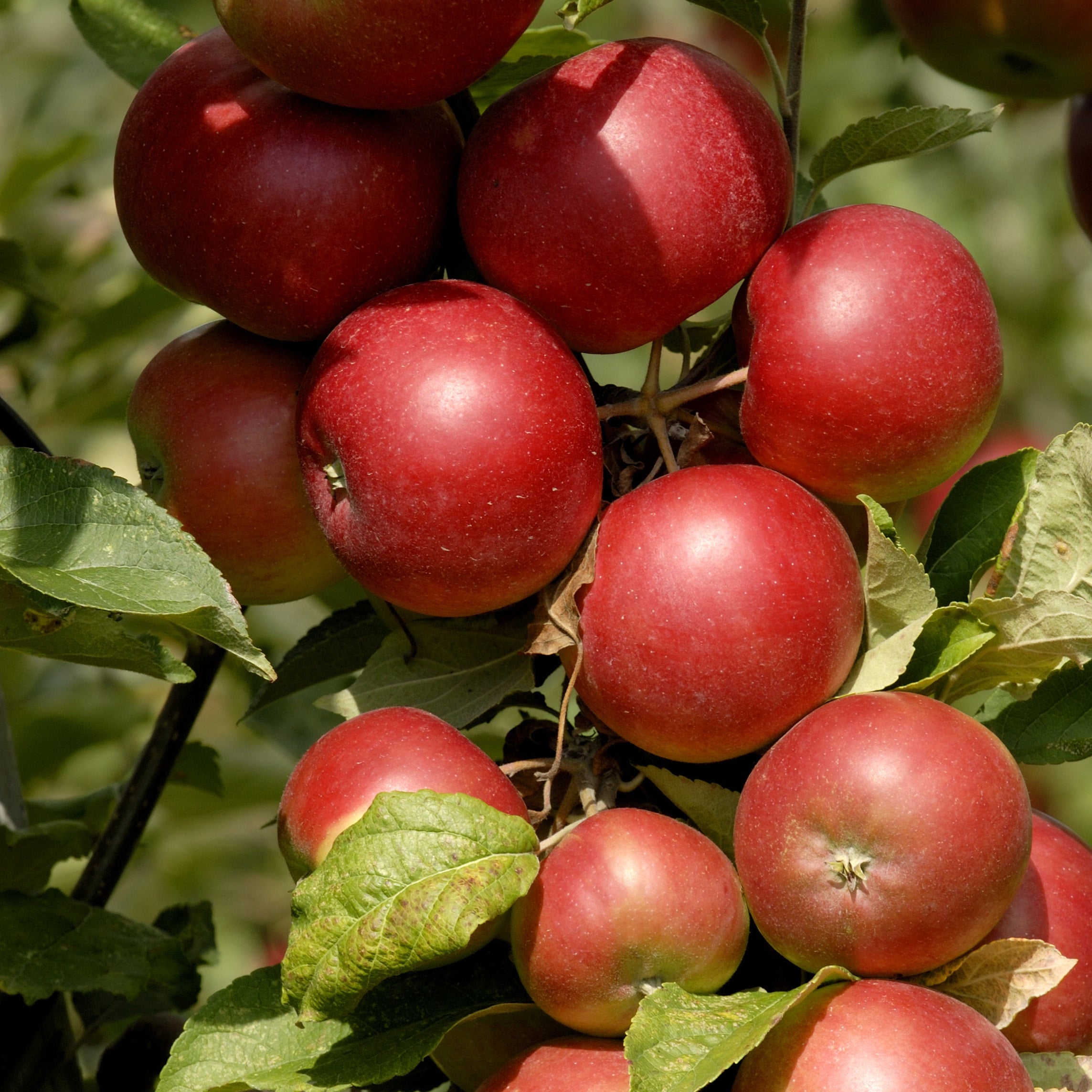 Stayman Winesap Apple Tree – ATM Gardens