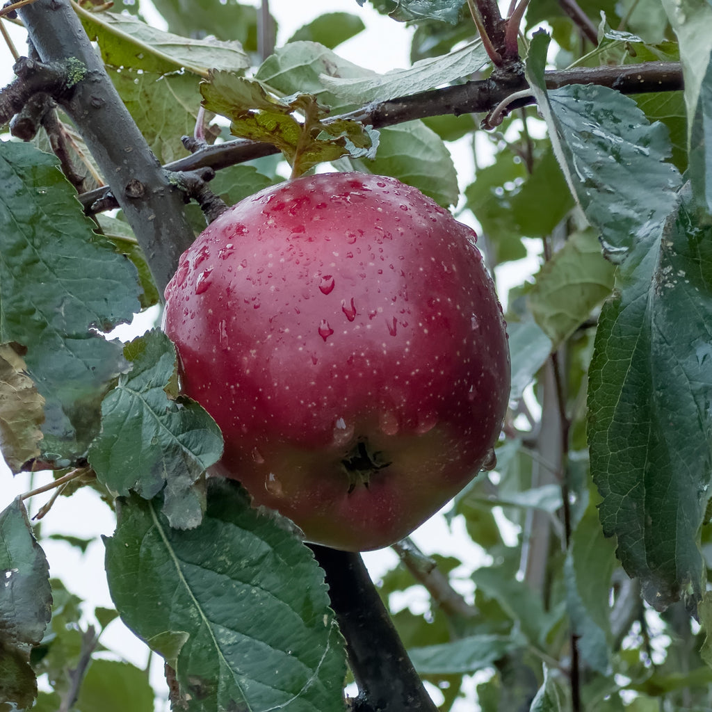 A red apple with water droplets hanging on a tree branch surrounded by green leaves.