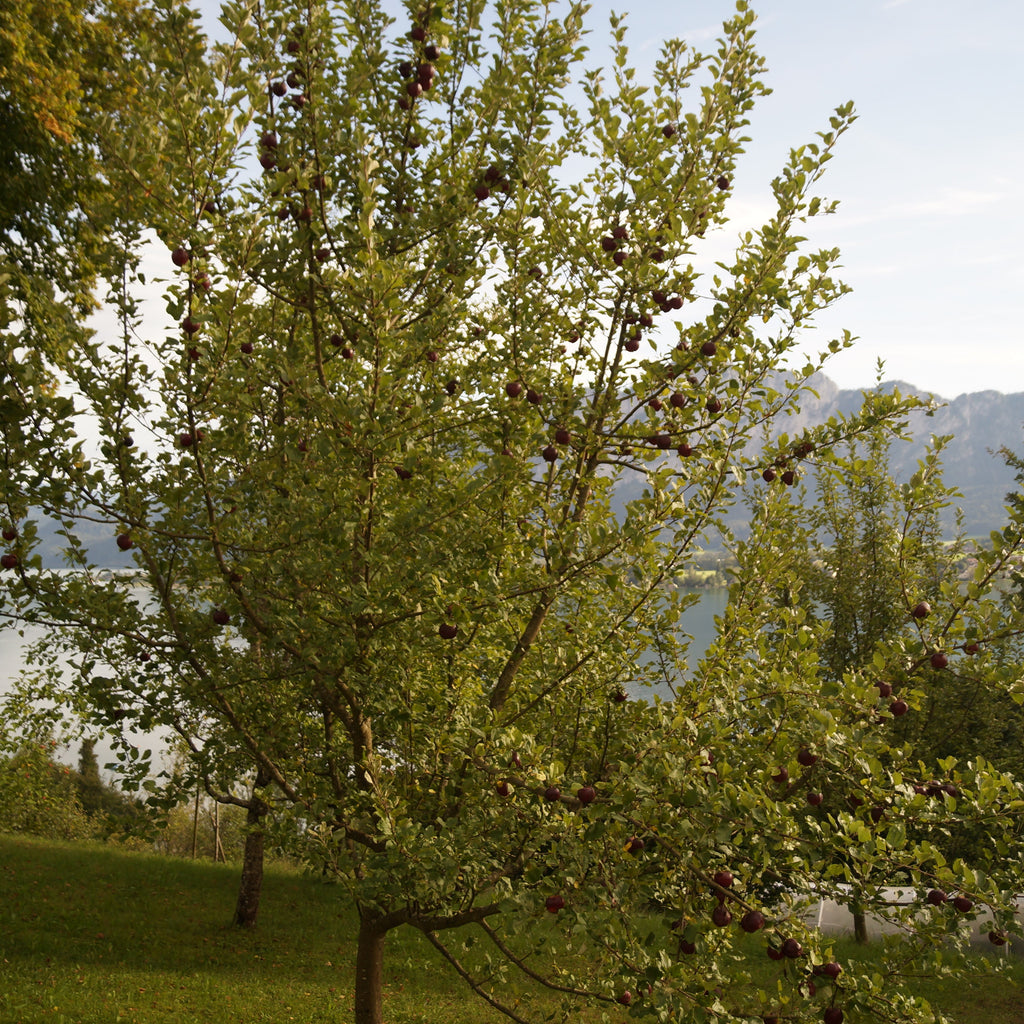 A leafy green tree with small dark fruit hanging from the branches, photographed outdoors on a grassy slope with mountains and water in the background.