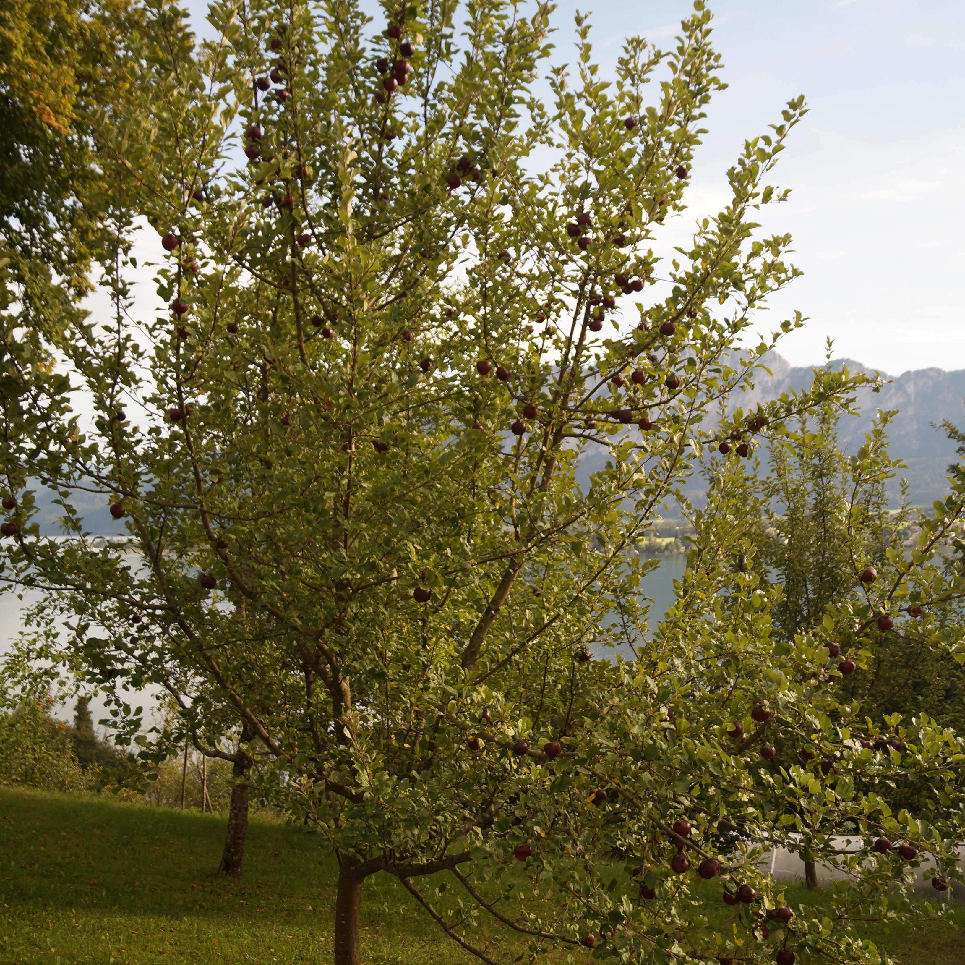 A leafy green tree with small dark fruit hanging from the branches, photographed outdoors on a grassy slope with mountains and water in the background.