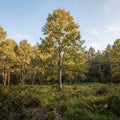 A tall tree with yellow-green autumn foliage stands in a grassy clearing surrounded by a forest under a pale blue sky.