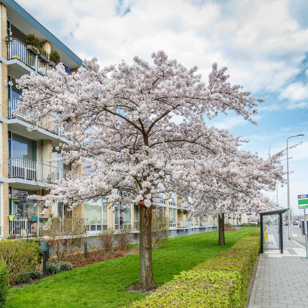 Autumnalis Cherry Tree