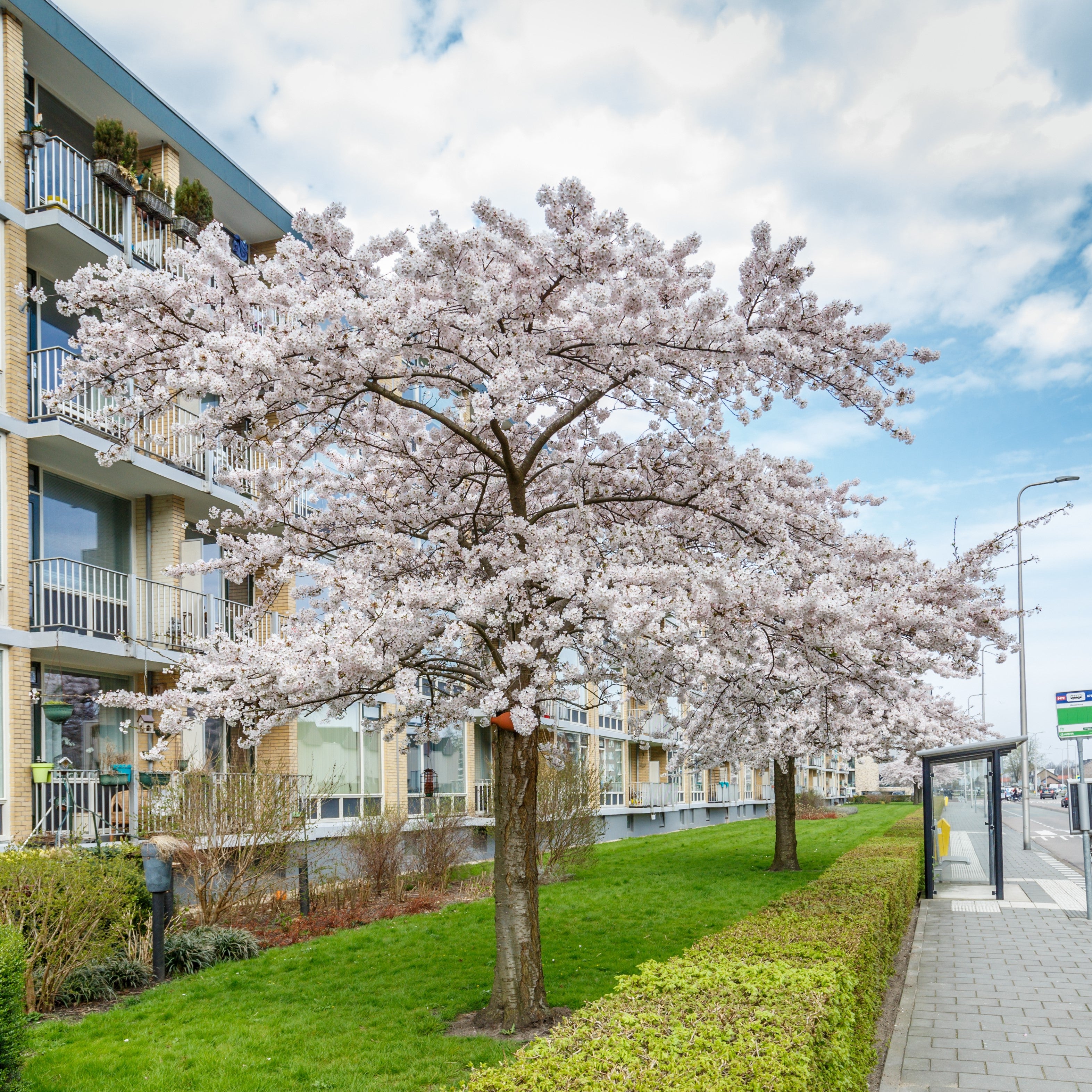 Autumnalis Cherry Tree