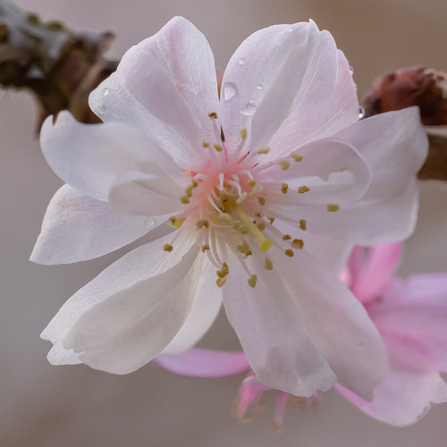 Autumnalis Cherry Tree
