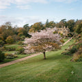 Autumnalis Cherry Tree