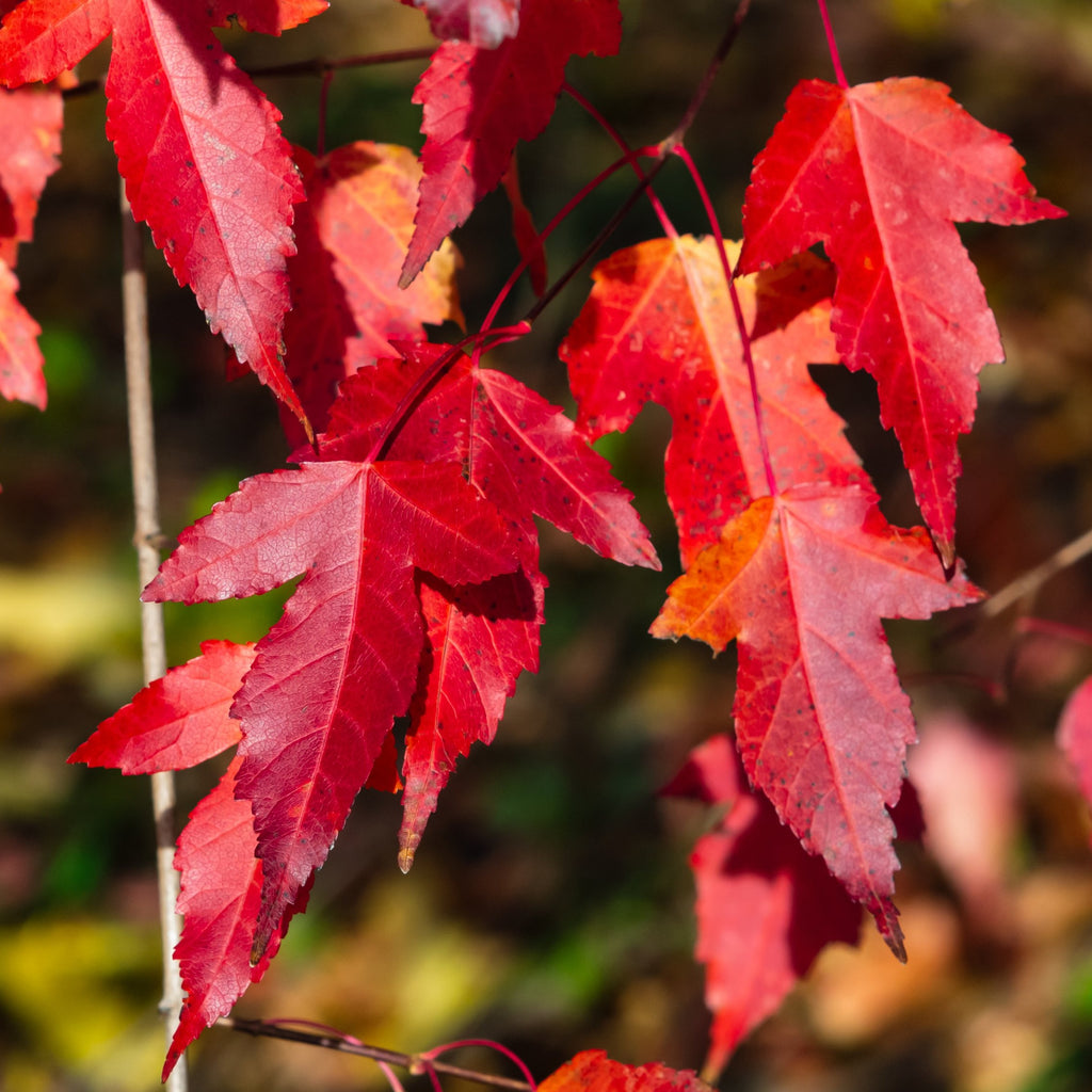 Amur "Flame" Maple Tree