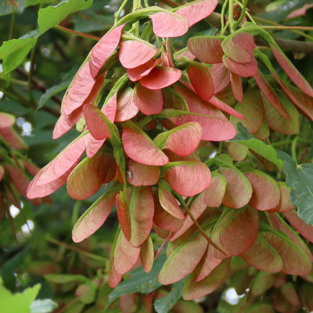 Amur "Flame" Maple Tree