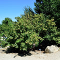 Amur "Flame" Maple Tree