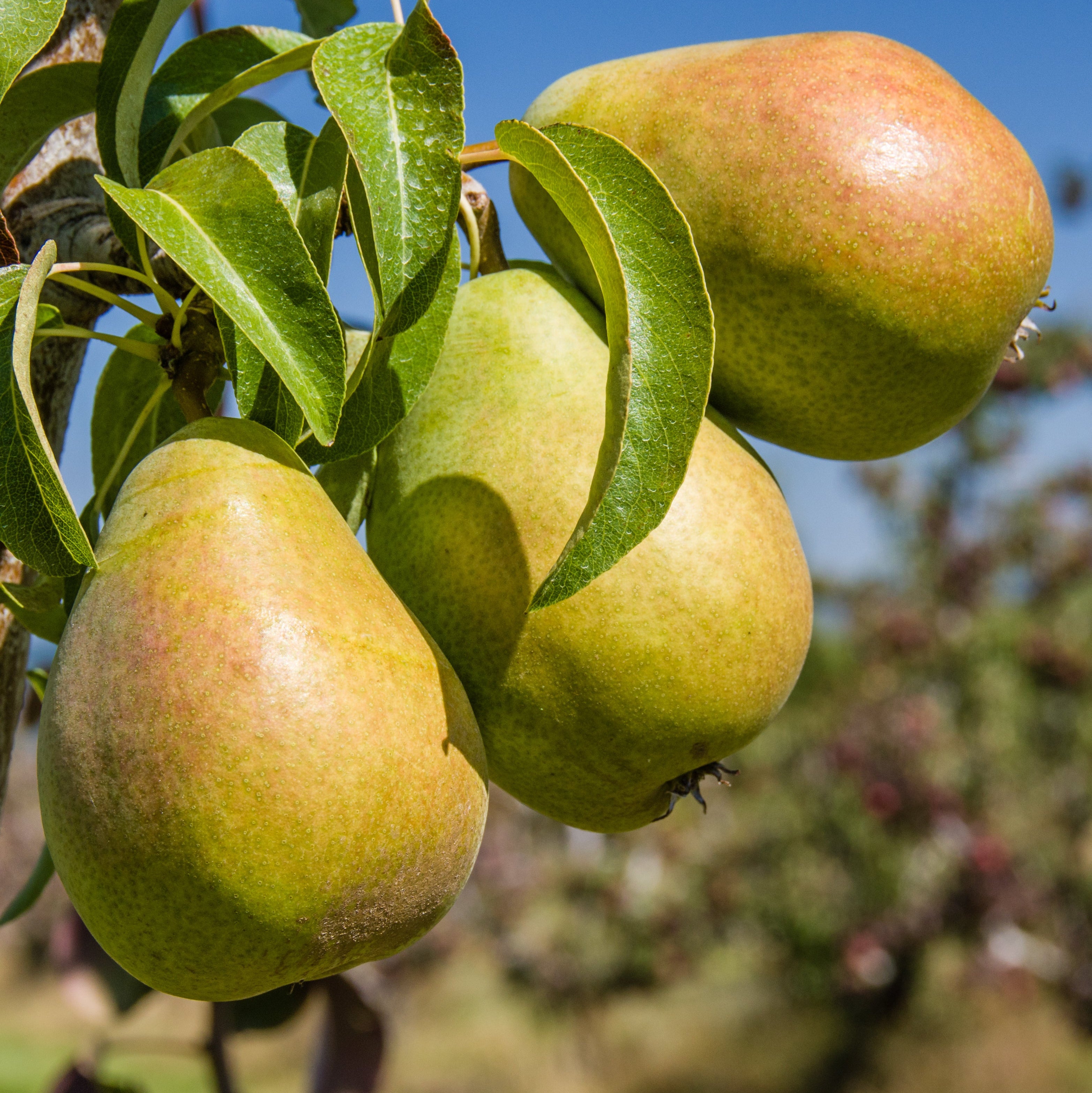 Three pears hanging from a tree with a clear blue sky in the background