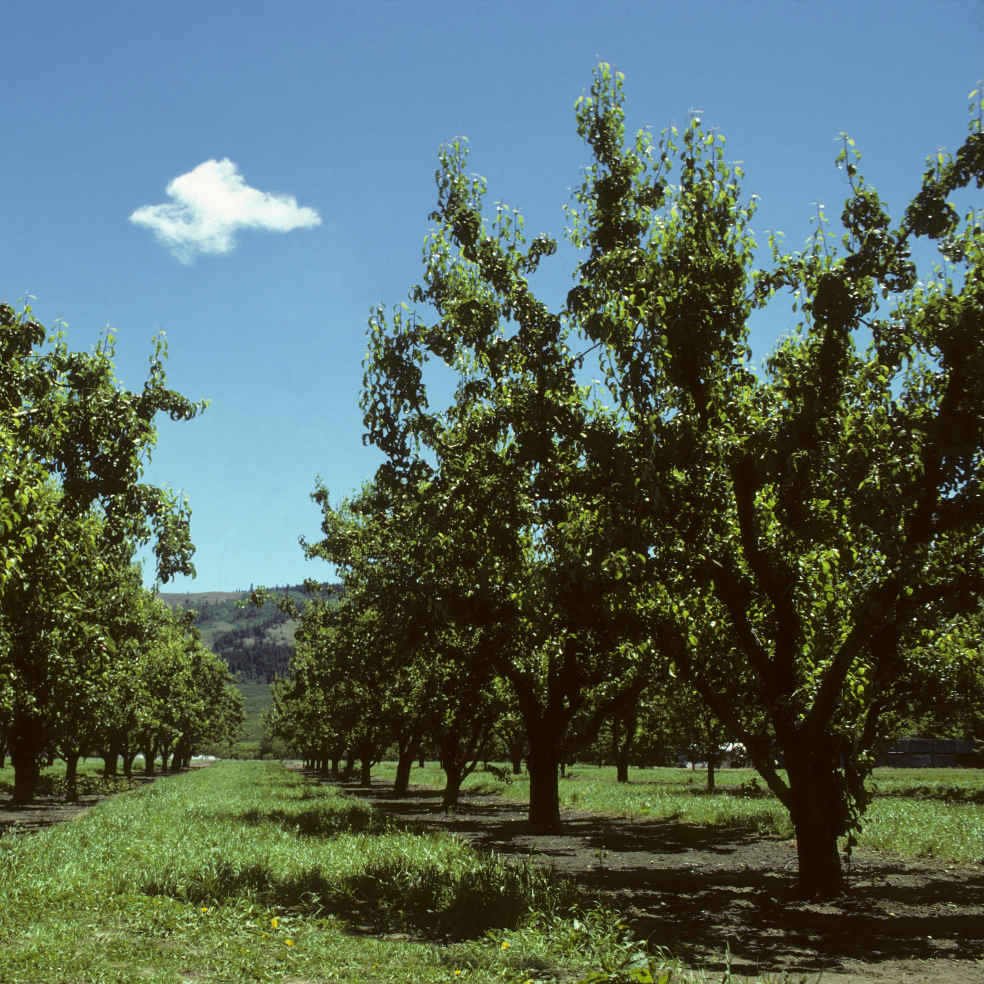 A scenic landscape photograph of an orchard with rows of leafy green trees under a bright blue sky with a single small white cloud.