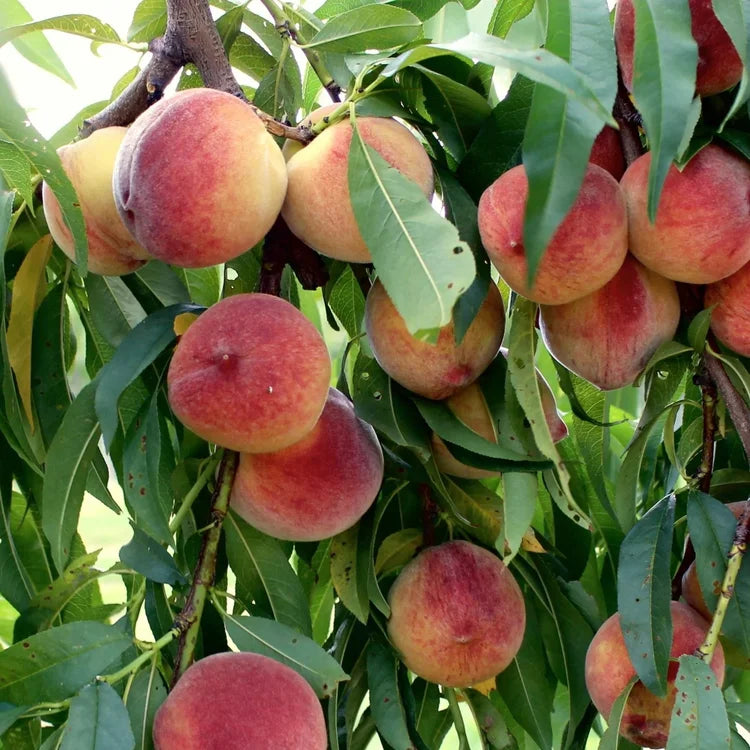 Belle Of Gerogia Peach Tree