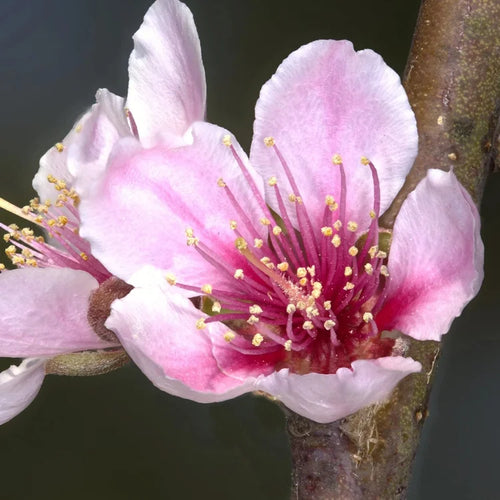 Belle Of Gerogia Peach Tree