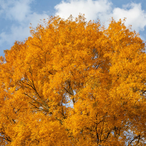 Bitternut Hickory Tree