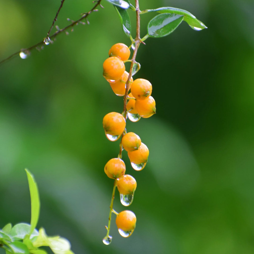 American Bittersweet Vine