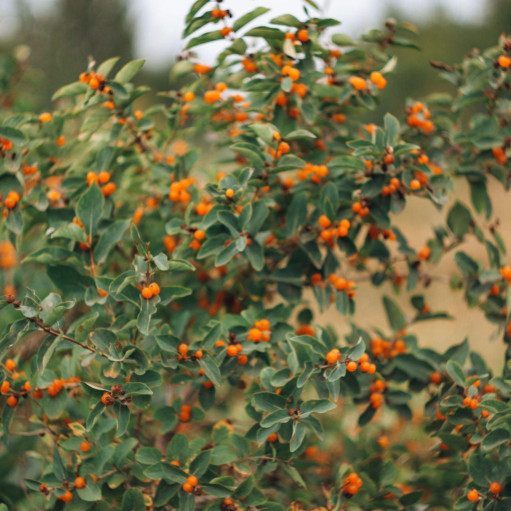 American Bittersweet Vine