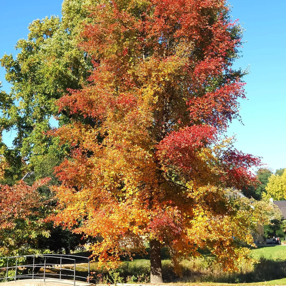 Black Gum Tree