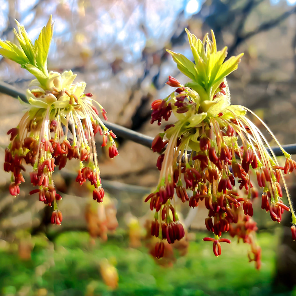 Boxelder Maple Tree