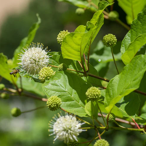 Close-up of a green leafy plant with two round white flower balls and several small green buds, photographed outdoors with a blurred natural background and a bee near one flower.